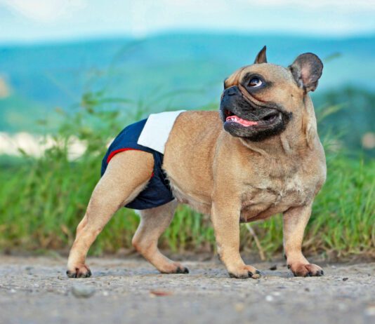 Dog Diapers Brown French Bulldog dog wearing fabric period diaper pants for protection
