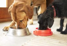 Two dogs eating together from their food bowls