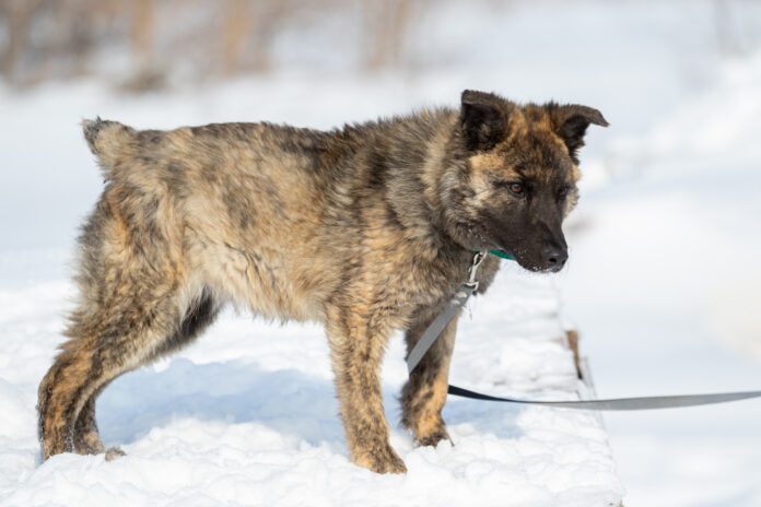 A brindle puppy walks outdoors in winter in the snow. The dog is not large in size with an unusual color. Has no breed. Walked on a leash. Docked tail.