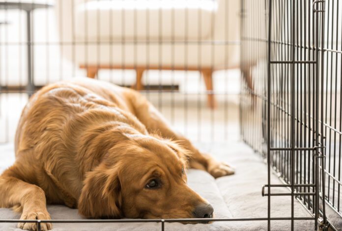 To crate train an older dog you must communicate that the crate is a safe protected place.