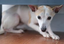 Chinese rural dog hiding under shelf