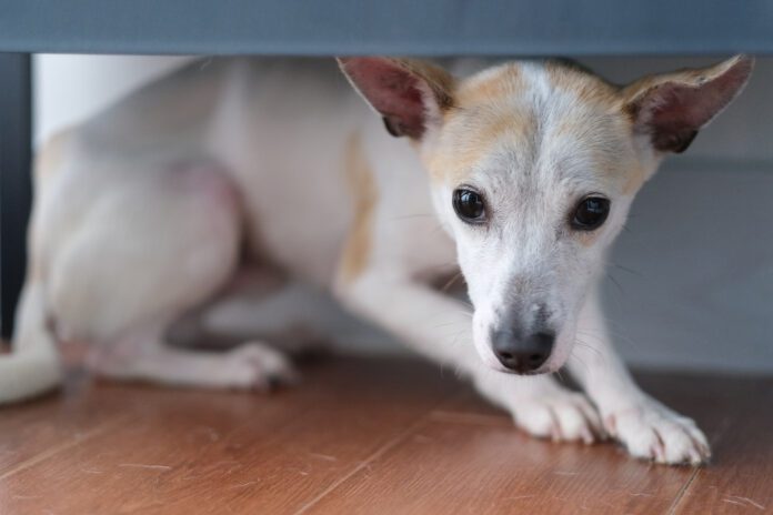 Chinese rural dog hiding under shelf