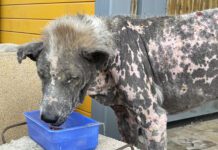 dog with demodectic mange