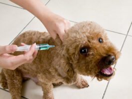 Dog Vaccine Requirements Poodle Vaccination Shot