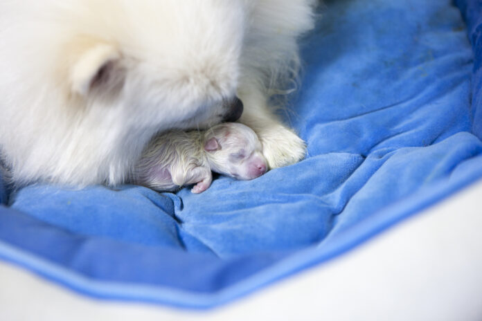 nativity, puppy