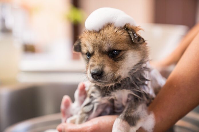 A puppy taking a bath in the kitchen sink