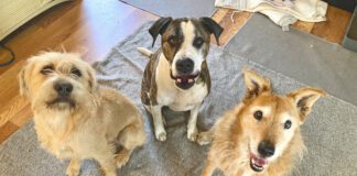 three dogs looking up at camera