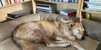 dog sleeping on dog bed