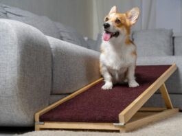 dog ramp