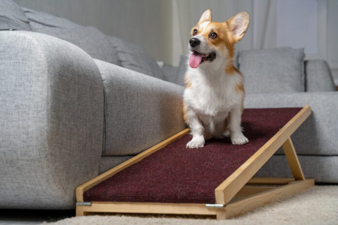 dog ramp