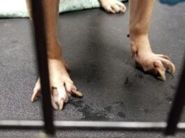 A Dog Owner’s Risks and Responsibilities long dog nails