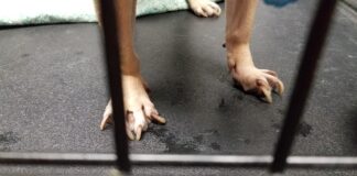 long dog nails