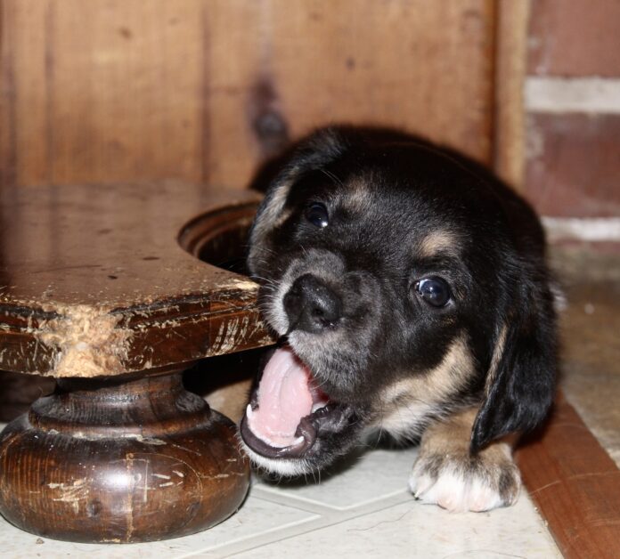 puppy chewing