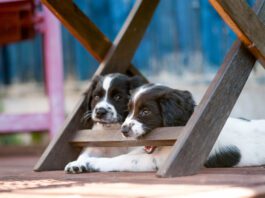 Naughty young spaniel puppy testing its teeth on chewing garden chair as it relaxes under it in the shade out of the sun with its companion
