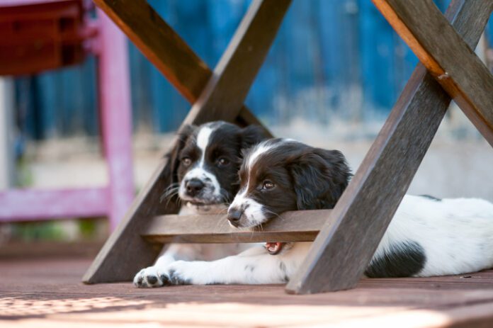 Puppies usually stop teething around seven months of age. They chew on everything until they do.