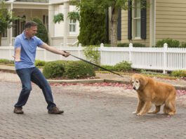 dog refusing to go with human, balking on leash