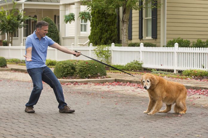 dog refusing to go with human, balking on leash