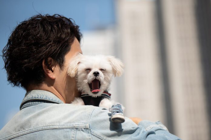 dog yawning