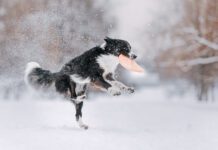 Black and white border collie catches a frisbee drive