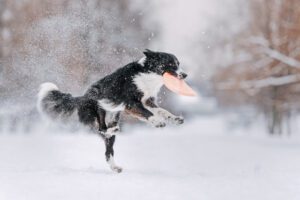 Black and white border collie catches a frisbee drive