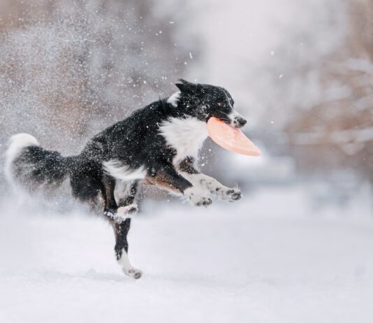 Knee Injuries in Dogs Black and white border collie catches a frisbee drive