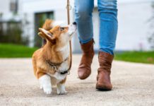 How to Walk Your Dog eBook from Whole Dog Journal
