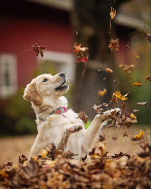 golden retriever playing