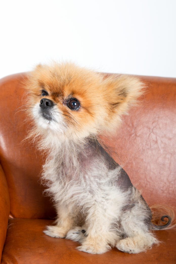 Alopecia in Dogs