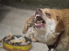 dog eating chicken bones