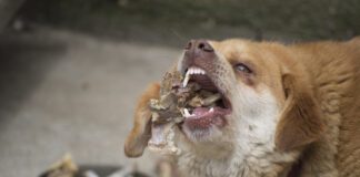 dog eating chicken bones