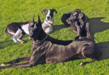 Group Great Dane relaxing on grass