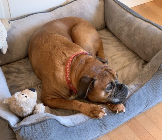 A boxer dog in its bed
