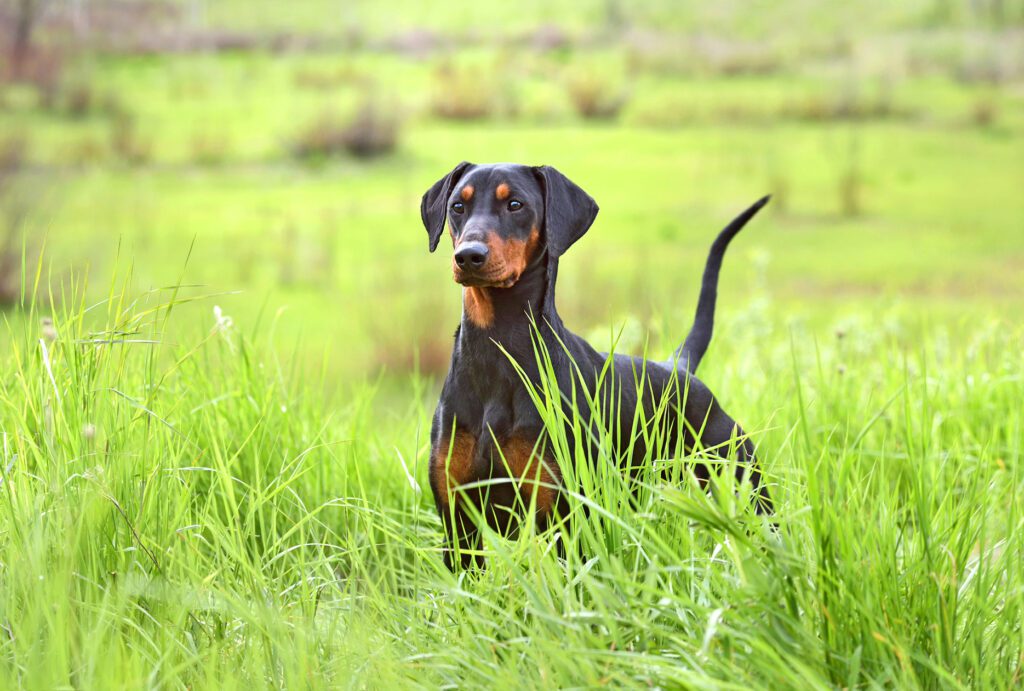 doberman with uncropped ears