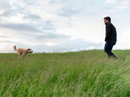 Off Leash Training Dog running to it's male owner through a tall grassy field.