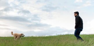 Dog running to it's male owner through a tall grassy field.