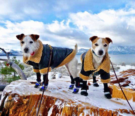 Two sartorial terriers, Zoe and Zak, on a winter stump in front of Lake Tahoe.