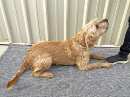 How to Teach Your Dog to Lie Down on Cue teach your dog to lie down on cue with force free techniques.