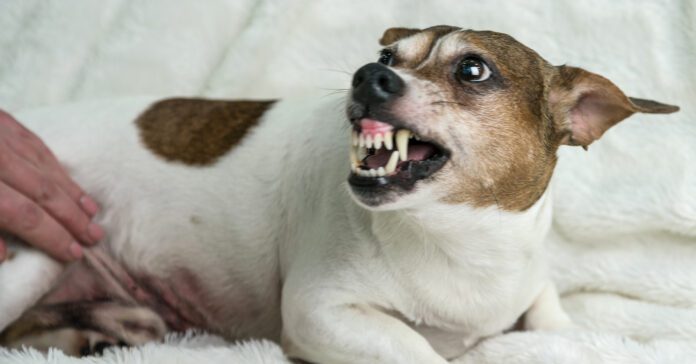 adorable lying small pregnant dog protects stomach from young woman hand growling