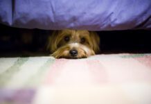 terrier dog hiding under a bed.