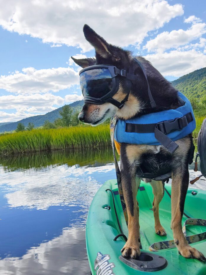 dog wearing goggles on kayak