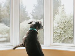 Anti-anxiety medications for dogs can help calm destructive behaviors.