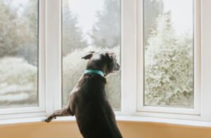 Dog looking out a Window