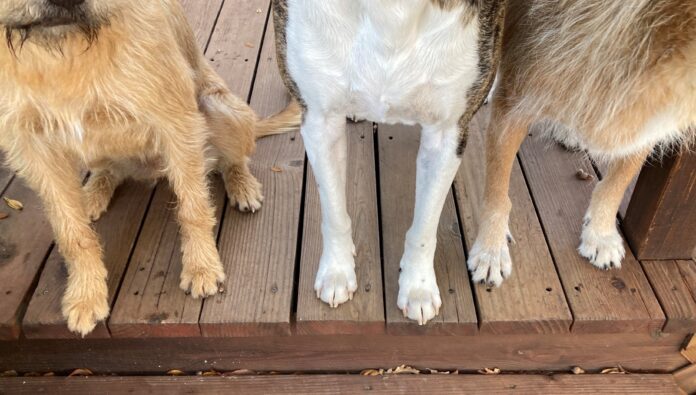 just trimmed dog nails