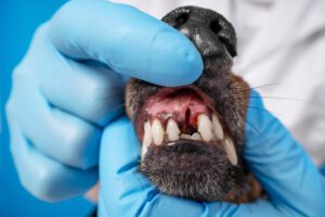 The human hands wearing blue sterile gloves, holding dachshund head, show to the camera dog teeth without one front tooth. Veterinarian in white coat checking animal dental health.