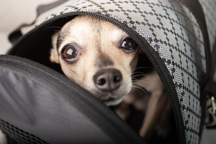 the dog in the bag is afraid, safe transportation of animals, pet delivery, attentive attitude to puppies in airlines, careful flights