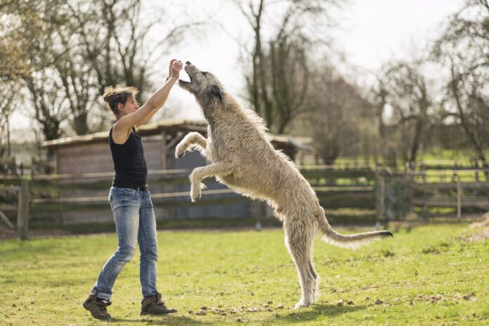 Woman training Irish Wolfhound on a meadow