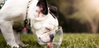 Dog drinking water