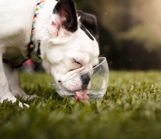 Signs of Kidney Failure in Dogs Dog drinking water