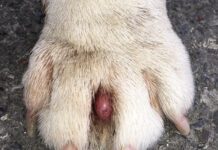 cyst on dog paw