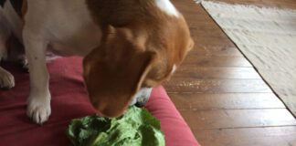 Eating cabbage.